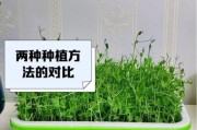 豌豆前景怎么样_豌豆种植赚钱吗