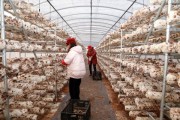 蘑菇市场前景如何_2024年种蘑菇赚钱吗