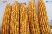 玉米种子哪个品种好_玉米种子价格多少钱一斤
