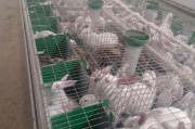 2016年肉兔养殖赚钱吗_肉兔市场前景分析