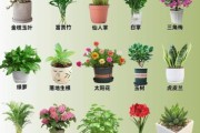 什么花适合室内养_新手养花入门指南