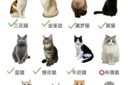 宠物猫行业前景怎么样_新手养猫赚钱吗
