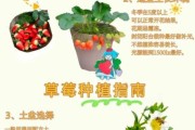 草莓种植前景如何_草莓品种选择技巧