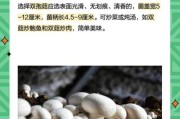 双孢菇种植前景怎么样_双孢菇市场利润高吗