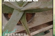 种植芦荟赚钱吗_芦荟种植前景怎么样