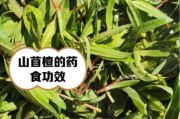野菜种植前景如何_野菜市场潜力大吗