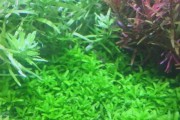 水族箱前景草怎么选_前景草多久修剪一次