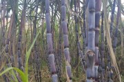 种甘蔗赚钱吗_甘蔗种植前景如何