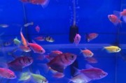 水族馆前景怎么样_投资水族馆赚钱吗