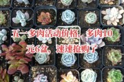 多肉植物市场前景怎么样_多肉植物赚钱吗
