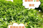 甜叶菊市场前景怎么样_甜叶菊种植赚钱吗