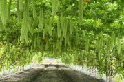 苦瓜前景怎么样_苦瓜种植前景如何