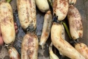 莲藕怎么挑选_莲藕批发价格多少钱一斤