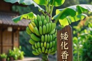 香蕉种植前景怎么样_香蕉市场未来五年会涨价吗