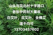 艾草种植赚钱吗_2024艾草市场前景如何