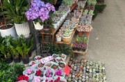 花卉市场前景怎么样_开花店赚钱吗
