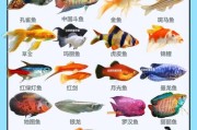 观赏鱼行业前景如何_新手适合养什么观赏鱼