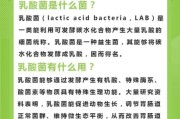 乳酸菌的作用与功效_乳酸菌市场前景如何