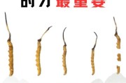 冬虫夏草前景怎么样_冬虫夏草值得投资吗