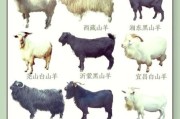 山羊养殖赚钱吗_山羊品种怎么选