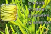 黄花菜种植前景怎么样_黄花菜多少钱一斤