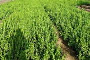 苗木行业前景怎么样_苗木种植赚钱吗