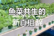 鱼菜共生赚钱吗_2016年鱼菜共生前景