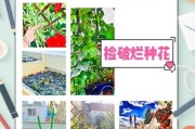 种菜花赚钱吗_2024年菜花种植前景怎么样