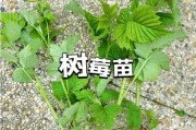 覆盆子种植前景如何_覆盆子亩收益多少钱