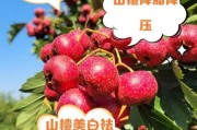甜山楂种植前景如何_甜山楂市场销路好吗