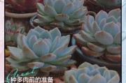 多肉植物市场未来五年赚钱吗_新手如何切入多肉行业