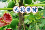 无花果种植前景怎么样_无花果市场利润有多大