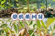 核桃市场前景怎么样_核桃种植赚钱吗
