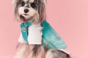 宠物服装前景怎么样_宠物衣服值得投资吗