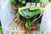 鱼腥草种植前景如何_鱼腥草市场销路怎么样