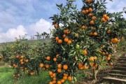 柑橘市场前景如何_柑橘种植赚钱吗