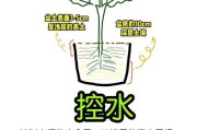 园艺新手如何选植物_家庭阳台种菜怎么开始