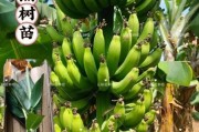 2018香蕉种植市场前景如何_香蕉种植成本与利润