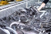 鳗鲡养殖赚钱吗_鳗鲡市场前景如何