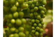 葡萄种植前景怎么样_2024年葡萄价格走势