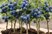 蓝莓种植赚钱吗_蓝莓市场前景如何