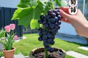 种葡萄赚钱吗_葡萄种植前景怎么样