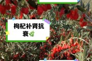枸杞发展前景怎么样_枸杞种植赚钱吗