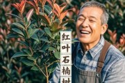 红叶石楠前景怎么样_红叶石楠种植赚钱吗