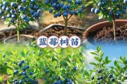 种植蓝莓赚钱吗_蓝莓种植前景怎么样