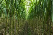 甘蔗种植前景如何_甘蔗种植赚钱吗