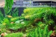 鱼缸造景前景植物推荐_前景草怎么种才好看