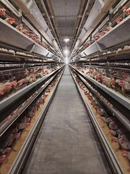 2016年蛋鸡行情怎么样_蛋鸡养殖还能赚钱吗