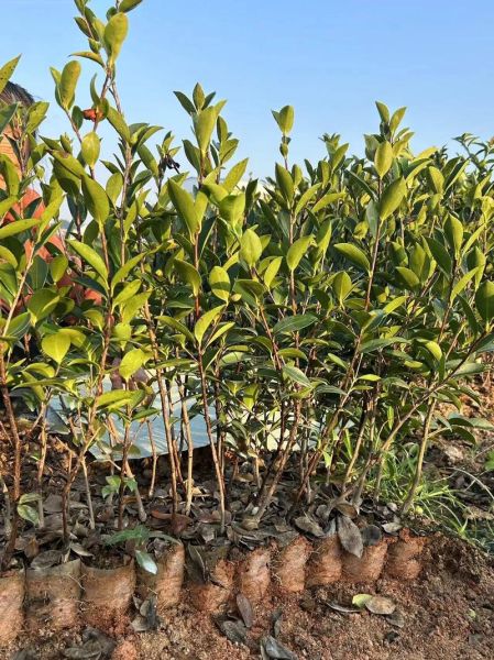 油茶种植前景如何_油茶市场前景怎么样