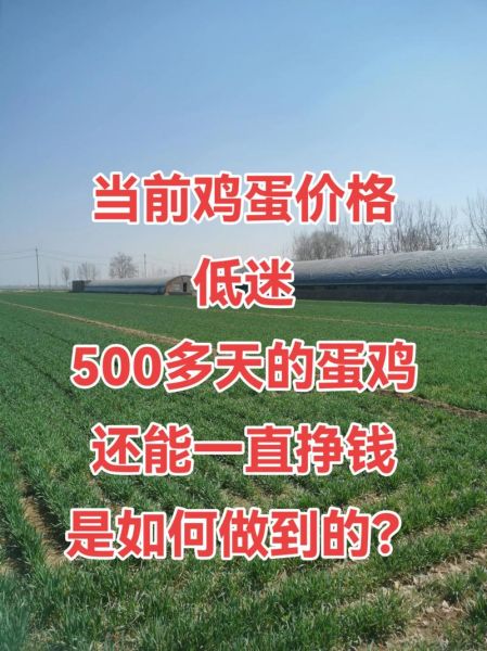 2016年蛋鸡行情怎么样_蛋鸡养殖还能赚钱吗